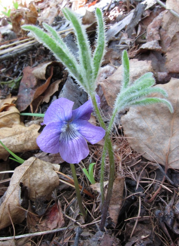 Image of Viola dactyloides specimen.