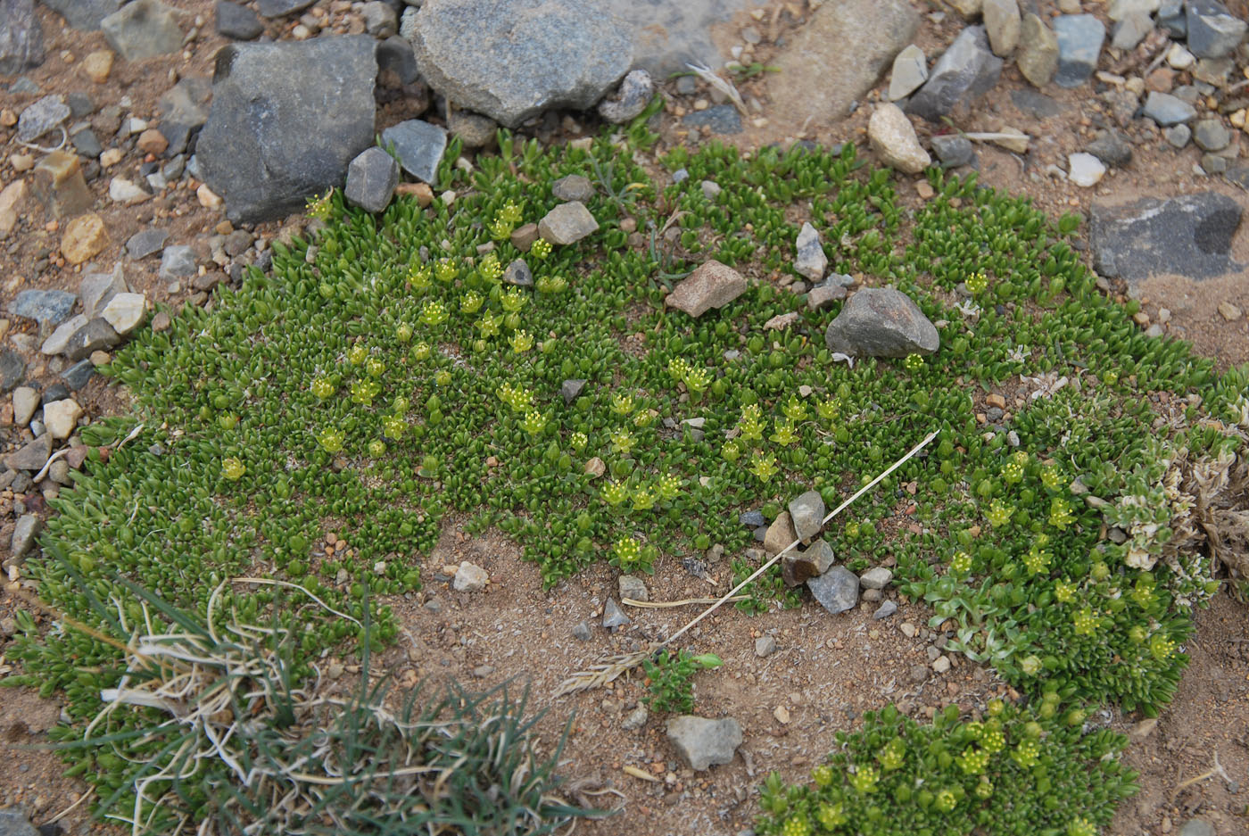 Изображение особи Stellaria pulvinata.