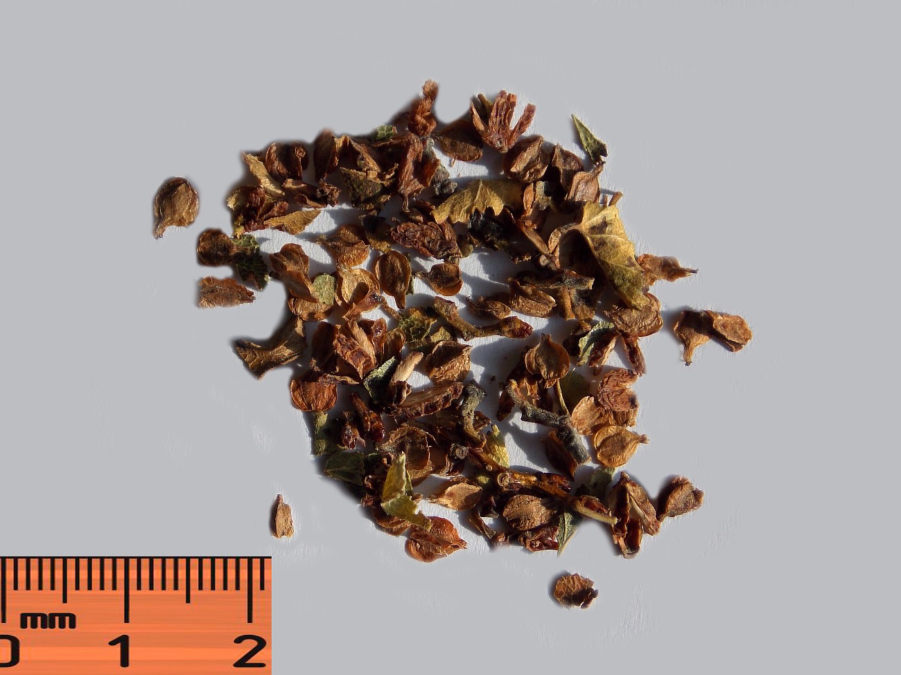 Image of Nothofagus antarctica specimen.