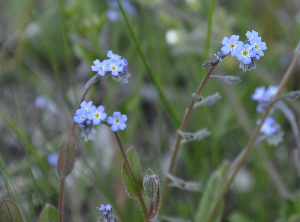 Изображение особи род Myosotis.