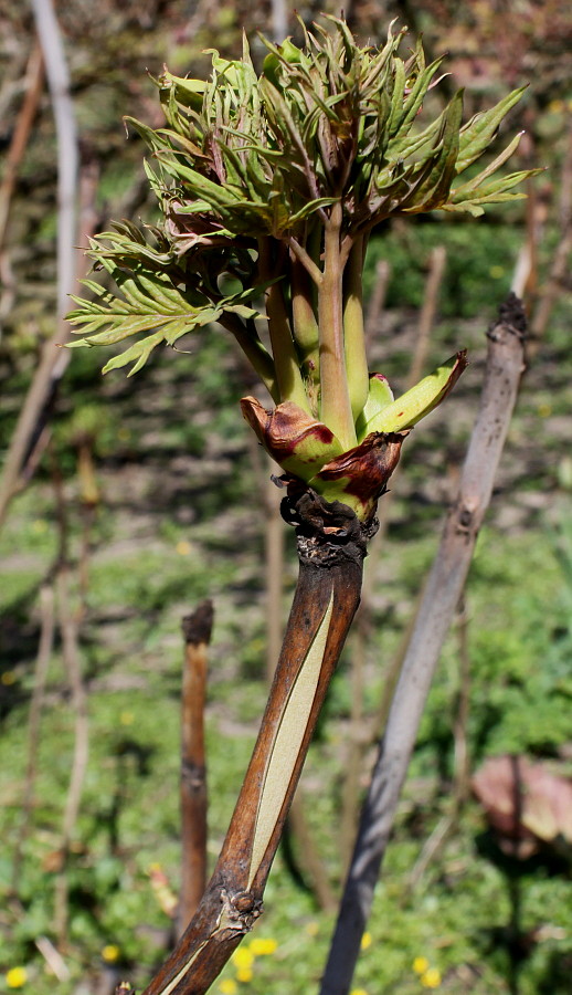 Изображение особи Paeonia suffruticosa.