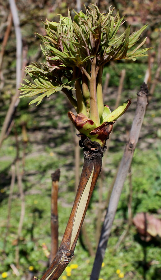 Image of Paeonia suffruticosa specimen.