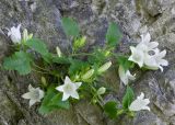 Campanula pendula