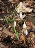 Galanthus plicatus