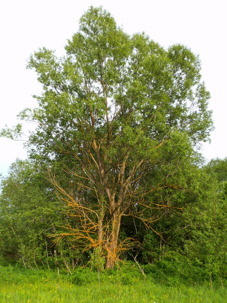 Изображение особи Salix &times; meyeriana.