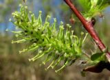 Salix pyrolifolia. Женское соцветие. Архангельская обл., Пинежский р-н, окр. Пинежского заповедника, берег р. Пинега. 29.05.2013.