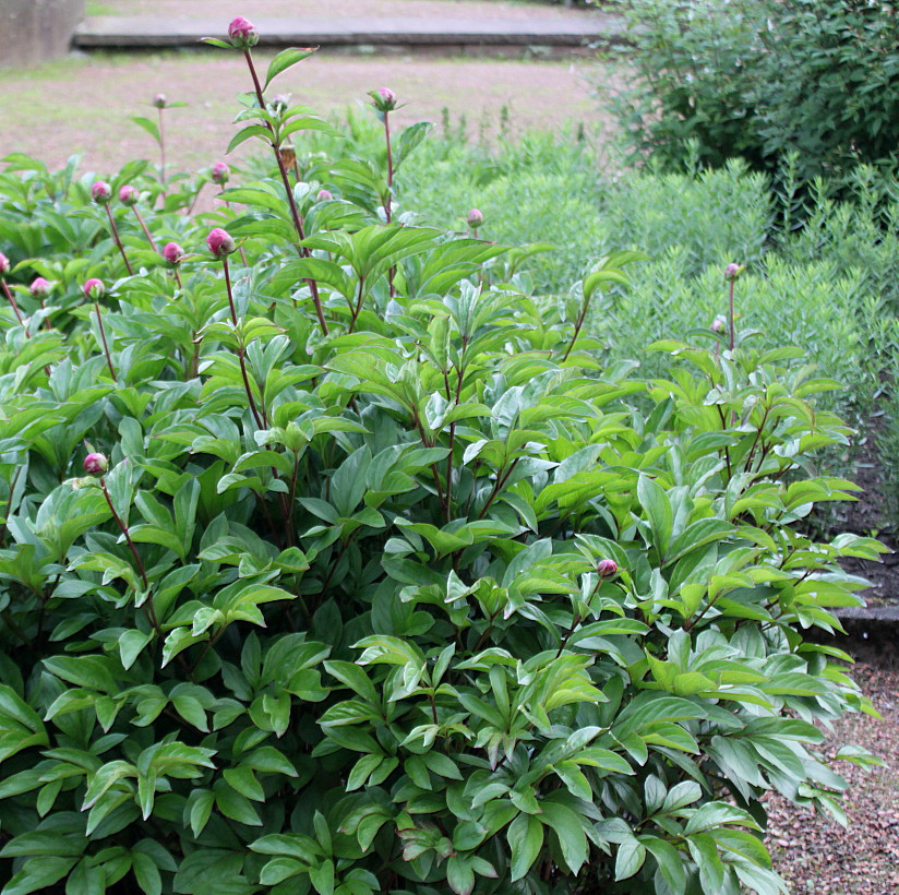 Image of Paeonia lactiflora specimen.