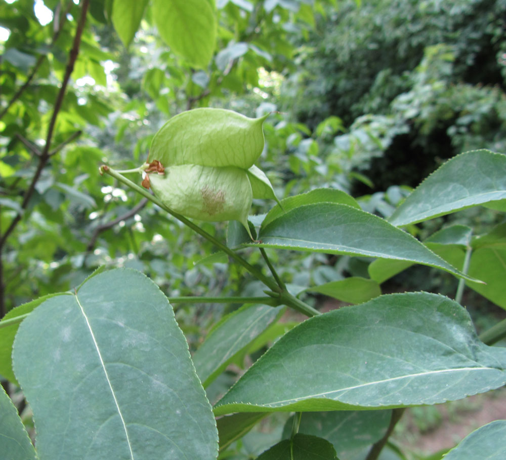 Image of Staphylea colchica specimen.