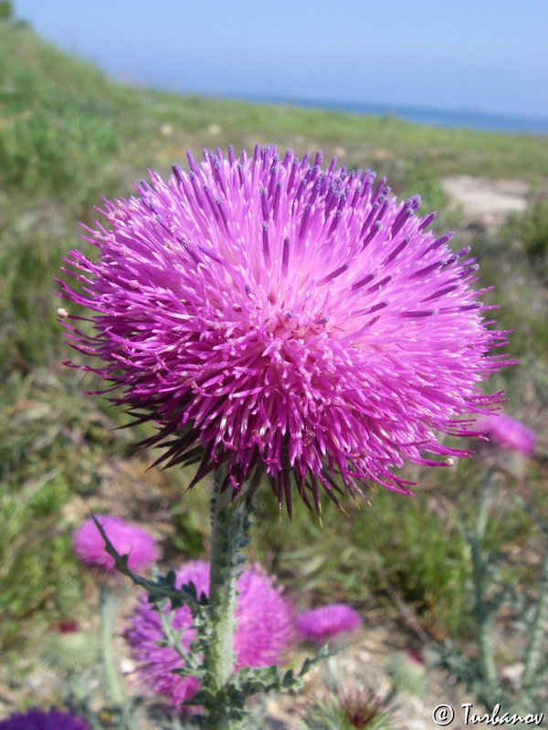 Изображение особи Carduus uncinatus ssp. davisii.