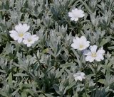 Cerastium biebersteinii