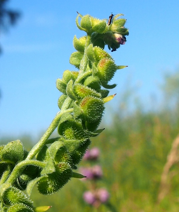Image of Cynoglossum officinale specimen.