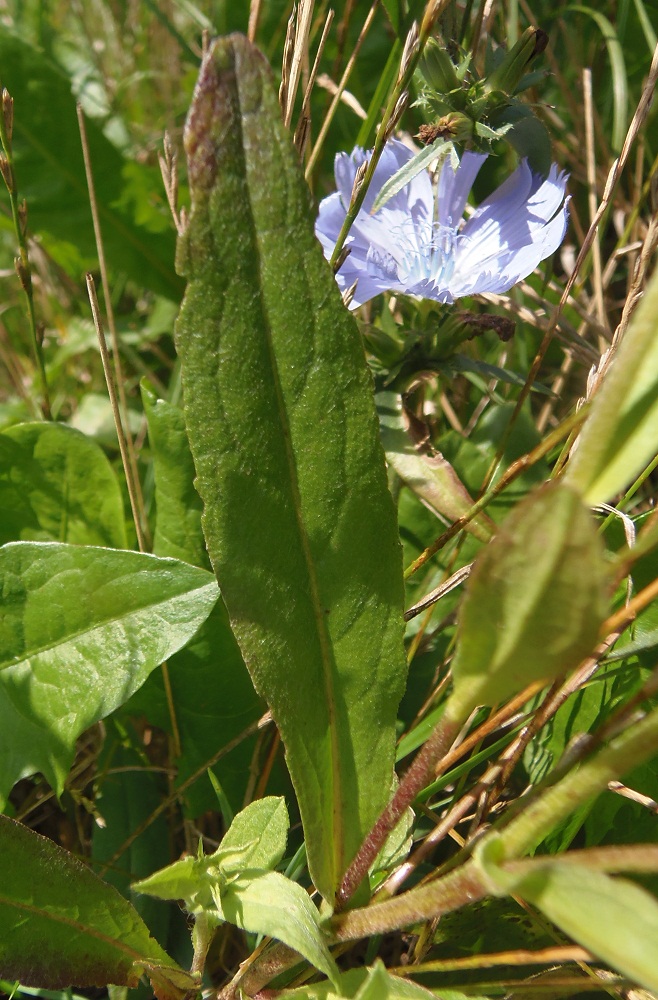 Изображение особи Inula salicina.