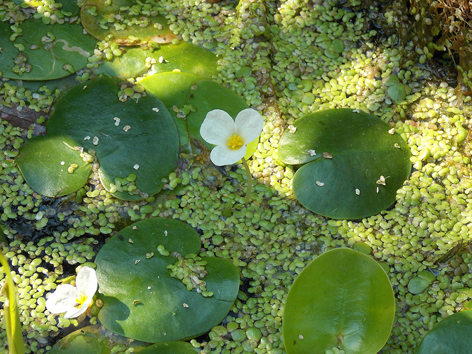 Image of Hydrocharis morsus-ranae specimen.