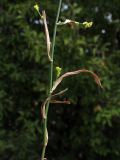 Bupleurum asperuloides. Часть побега с соцветиями. Краснодарский край, г. Новороссийск, ур. Широкая Балка, прибрежная гора, можжевеловое редколесье. 25.08.2013.