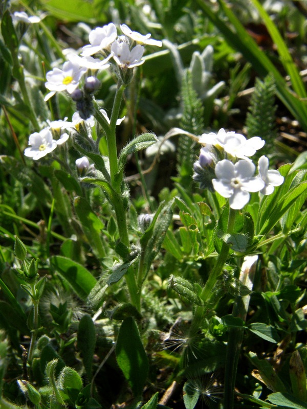 Image of Myosotis lithospermifolia specimen.