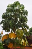 Heptapleurum actinophyllum. Крона дерева. Таиланд, остров Пханган. 23.06.2013.