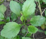 Erigeron annuus