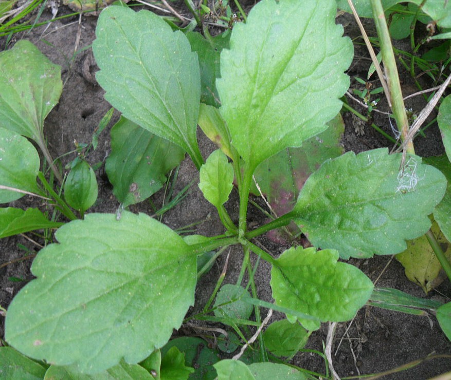 Image of Erigeron annuus specimen.