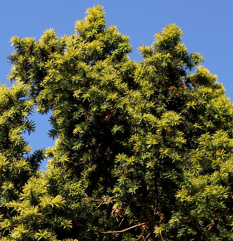 Изображение особи Taxus baccata.