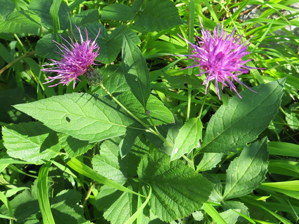 Image of Klasea quinquefolia specimen.