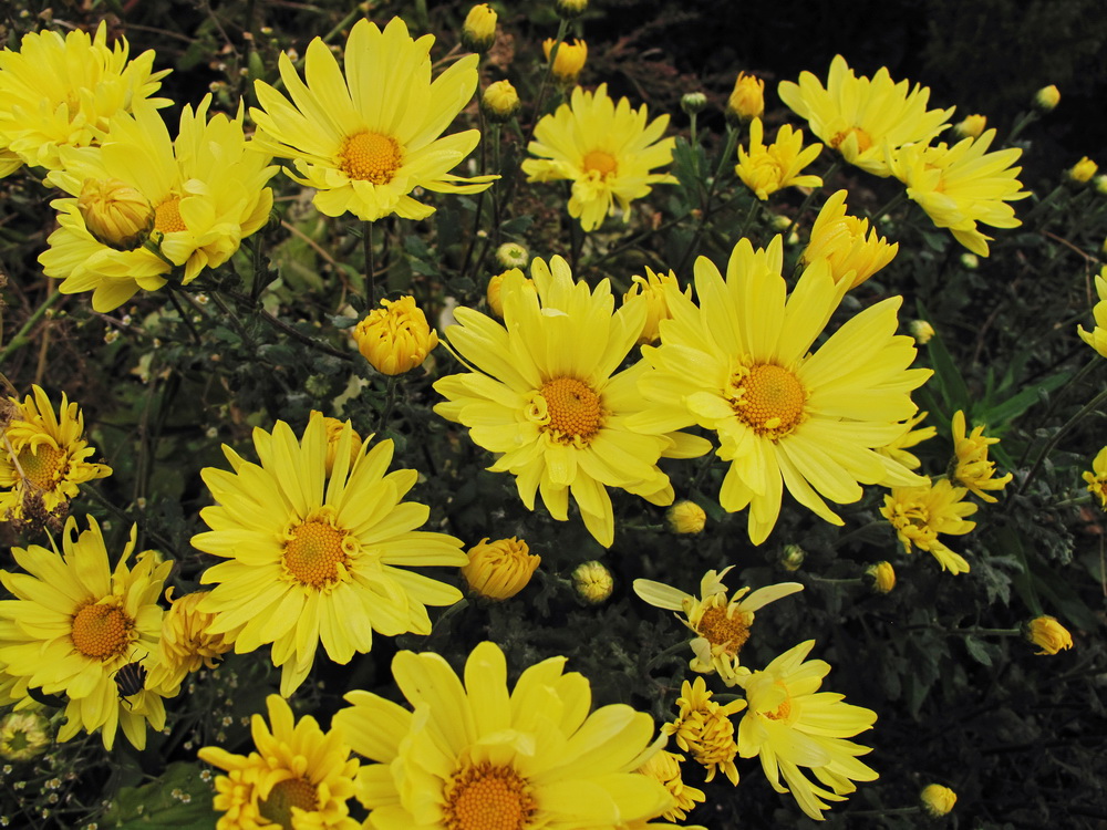 Image of Chrysanthemum indicum specimen.