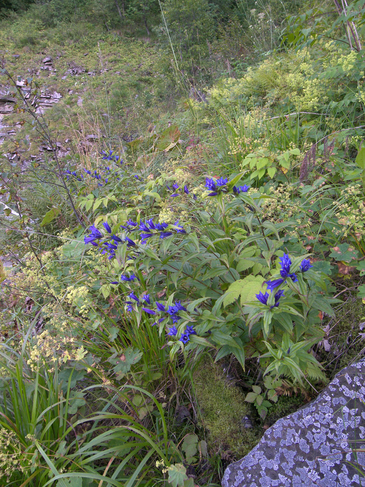 Изображение особи Gentiana schistocalyx.