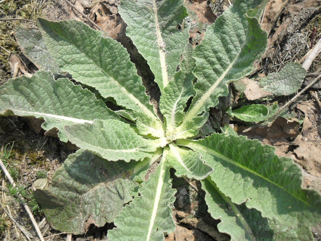 Изображение особи род Verbascum.