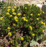 Rhodiola quadrifida. Цветущее растение. Респ. Бурятия, Тункинский р-н, окр. Хубутского перевала, каменистая тундра. 12.07.2010.