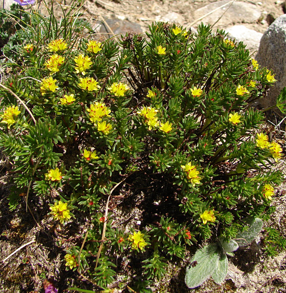 Image of Rhodiola quadrifida specimen.