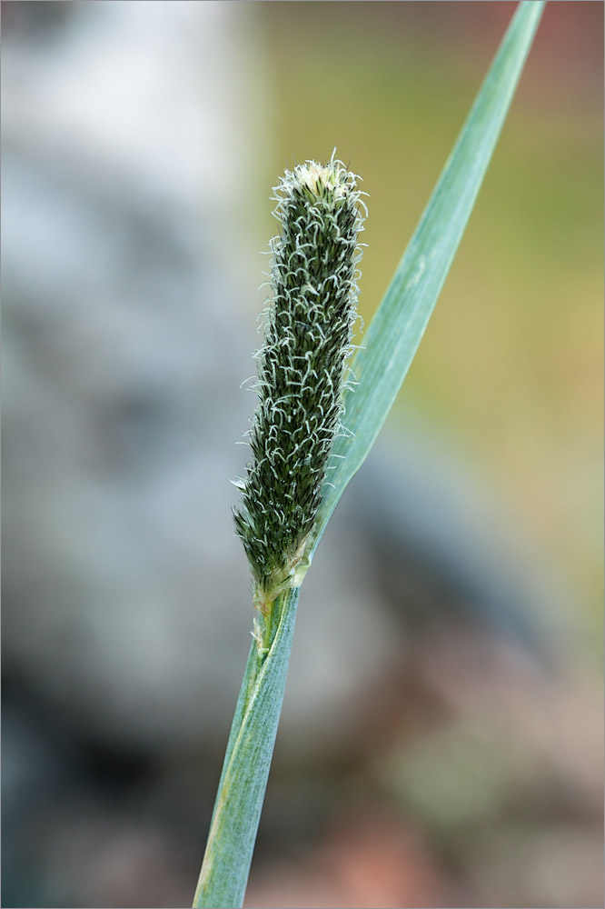 Изображение особи Alopecurus arundinaceus.