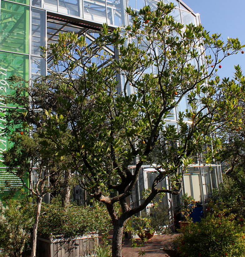 Image of Arbutus unedo specimen.