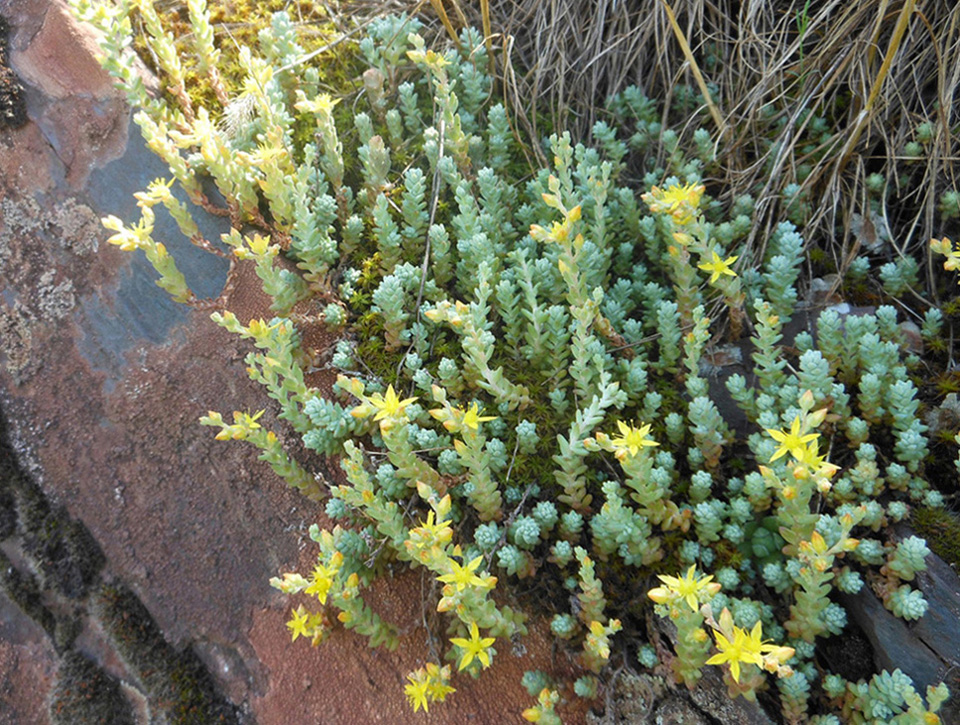 Изображение особи Sedum borissovae.