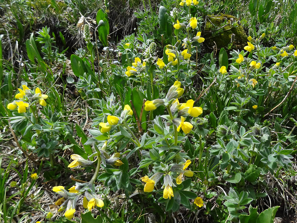 Изображение особи Thermopsis alpina.