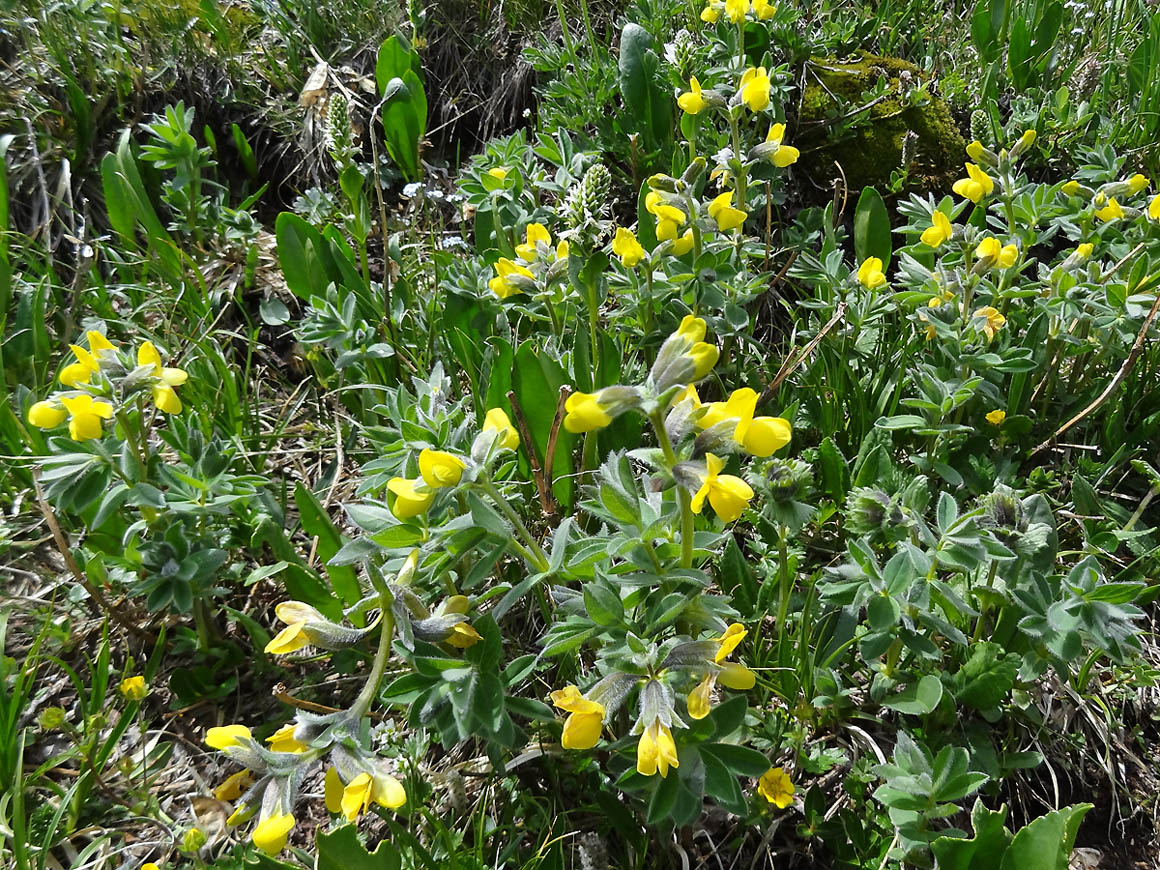 Image of Thermopsis alpina specimen.