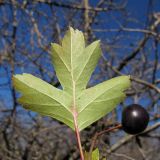 Crataegus pentagyna. Лист (абаксиальная поверхность) и плод. Краснодарский край, Новороссийский р-н, гора Рябкова. 09.11.2013.