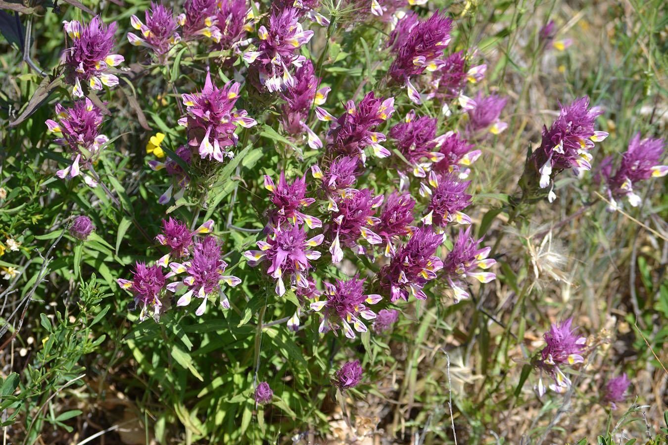 Image of Melampyrum arvense specimen.