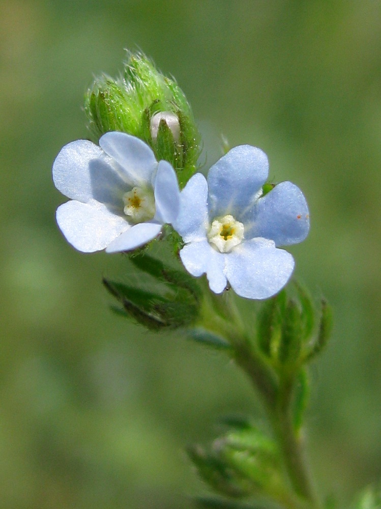 Изображение особи Lappula squarrosa.