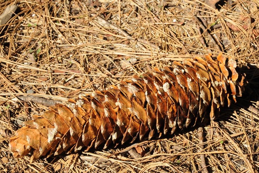 Изображение особи Pinus lambertiana.