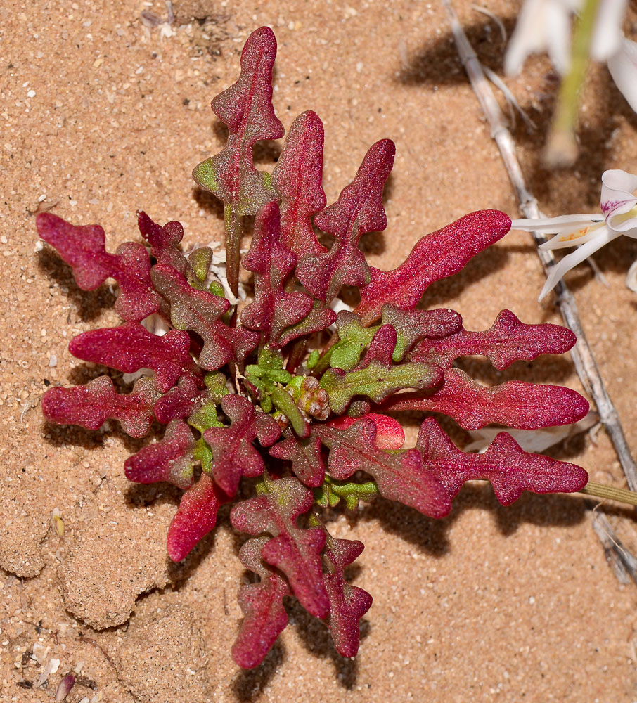 Изображение особи Rumex pictus.