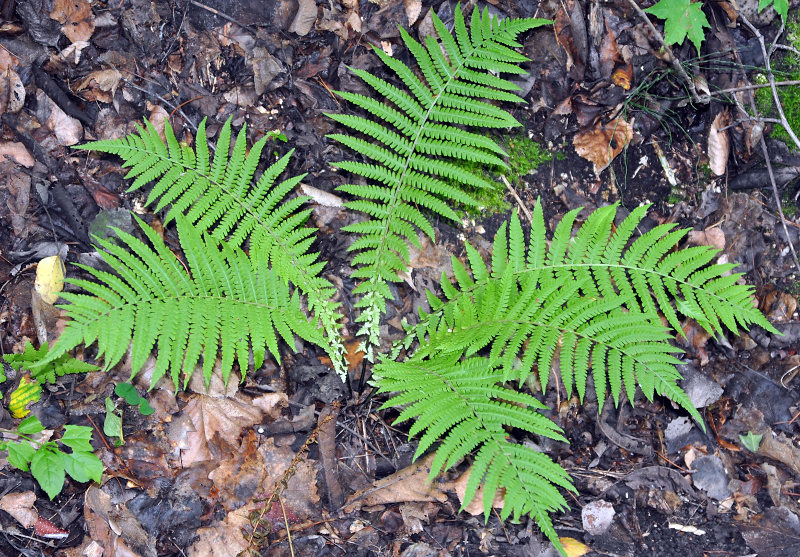 Image of Matteuccia struthiopteris specimen.
