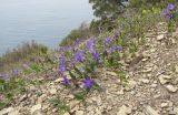 Vinca herbacea