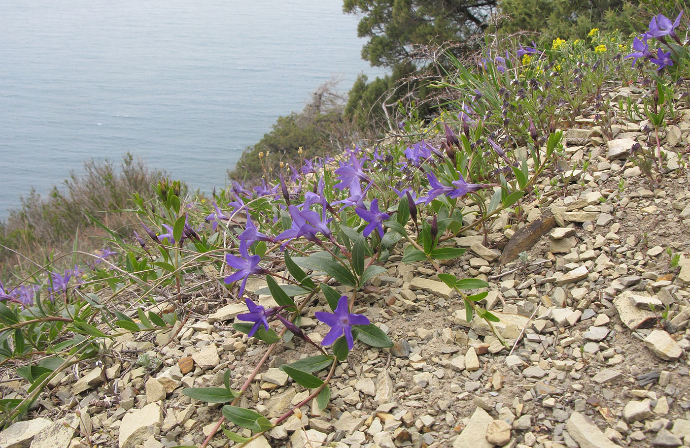 Изображение особи Vinca herbacea.