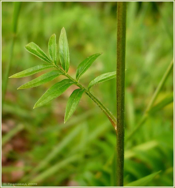 Изображение особи Polemonium caeruleum.