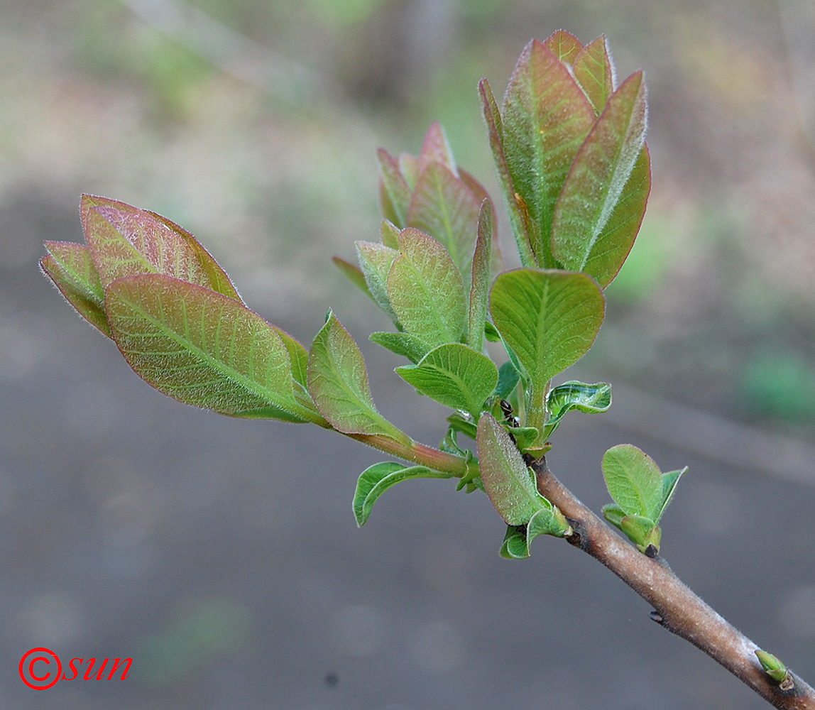 Image of Cotinus coggygria specimen.