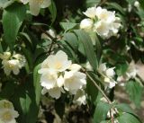 Philadelphus tenuifolius