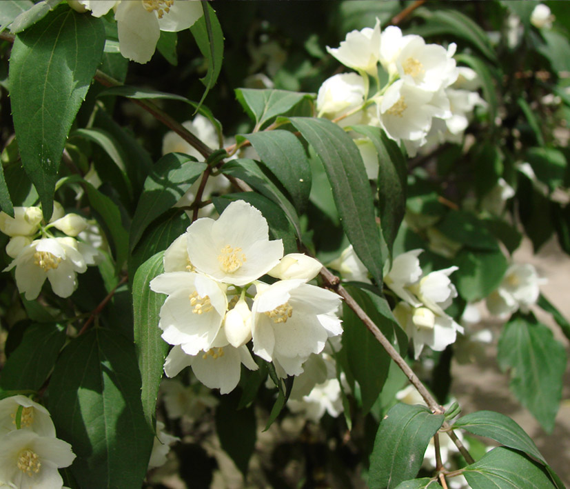 Image of Philadelphus tenuifolius specimen.