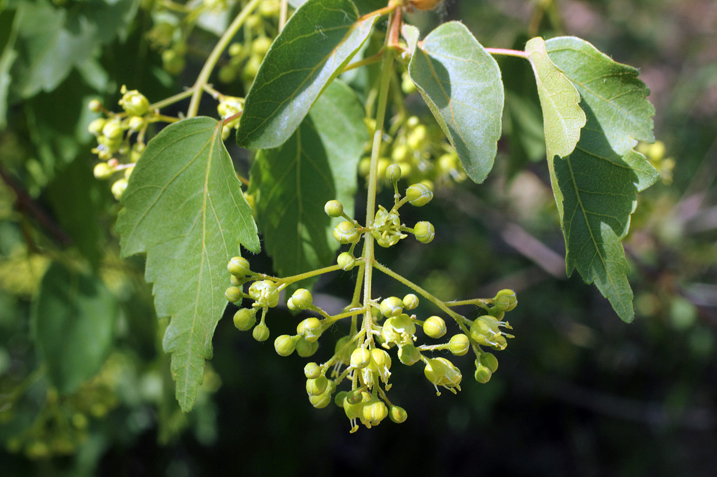 Image of Acer semenovii specimen.