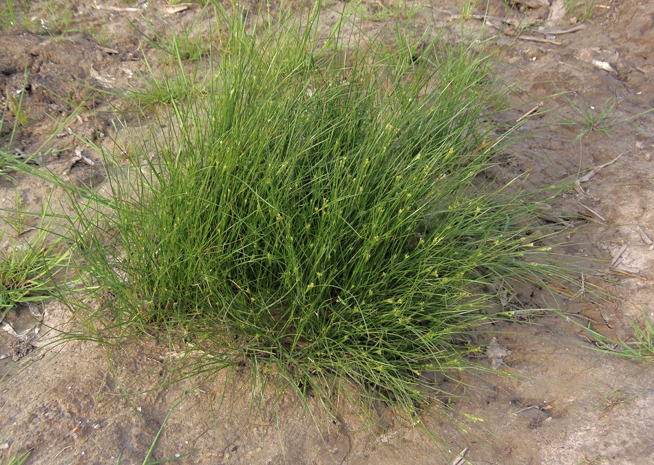 Изображение особи Juncus compressus.