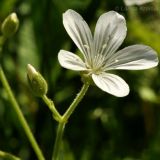 Cerastium pauciflorum