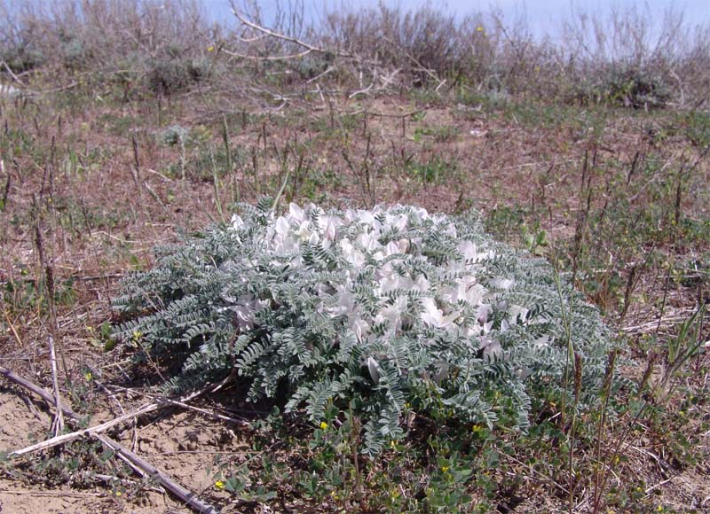 Изображение особи Astragalus dolichophyllus.